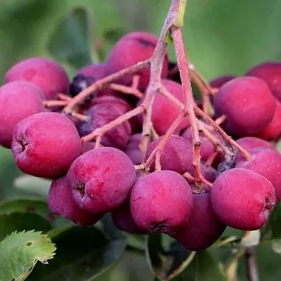 Рябина ДЕСЕРТНАЯ МИЧУРИНА сладкоплодная  Рябина ДЕСЕРТНАЯ МИЧУРИНА сладкоплодная в Перми