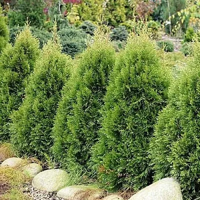 Туя СМАРАГД ВИТБОНТ западная  Туя СМАРАГД ВИТБОНТ западная в Перми