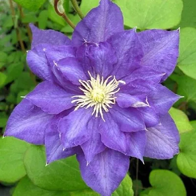 Клематис БЬЮТИ ОФ ВОЧЕСТЕР в Перми