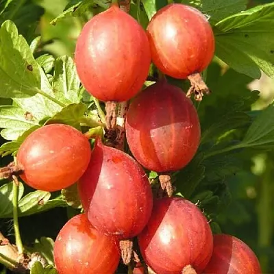 Крыжовник МАШЕКА  Крыжовник МАШЕКА в Перми