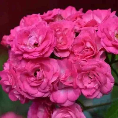 Саженцы роз ДИНКИ мускусная в Перми