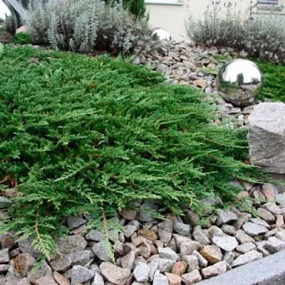 Можжевельник ПРИНЦ ОФ УЭЛЬС горизонтальный  Можжевельник ПРИНЦ ОФ УЭЛЬС горизонтальный в Перми