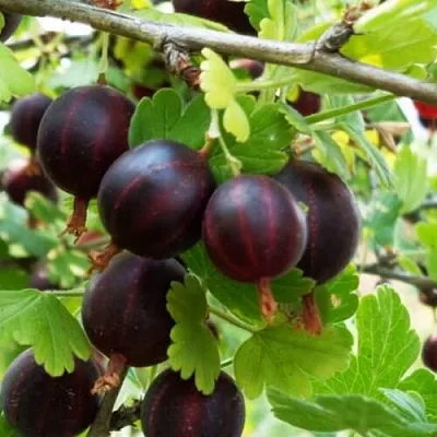 Крыжовник СЕВЕРНЫЙ КАПИТАН  Крыжовник СЕВЕРНЫЙ КАПИТАН в Перми