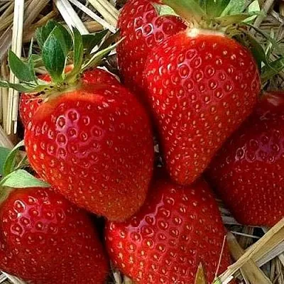 Клубника СИБИЛЛА  Клубника СИБИЛЛА в Перми