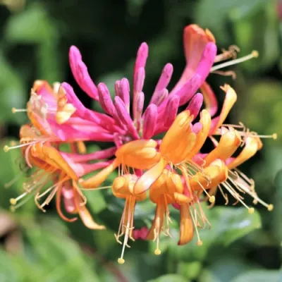 Жимолость ГЕКРОТА в Перми