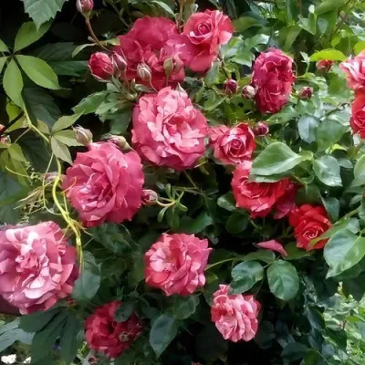 Саженцы роз БРАУНИ плетистая — описание сорта Саженцы роз БРАУНИ плетистая в Перми