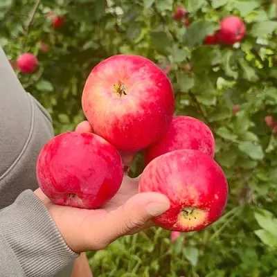 Яблоня АКСЕНА  Яблоня АКСЕНА в Перми