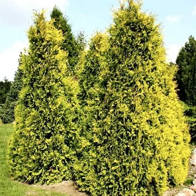 Туя САЛЛАНД западная  Туя САЛЛАНД западная в Перми