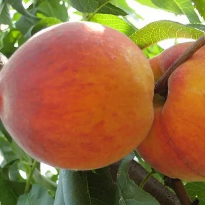 Персик СОЧНЫЙ  Персик СОЧНЫЙ в Перми