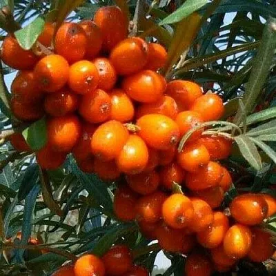 Облепиха ПЛАМЕННАЯ  Облепиха ПЛАМЕННАЯ в Перми