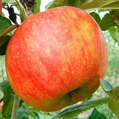 Яблоня ЦЕЛЕСТЕ  Яблоня ЦЕЛЕСТЕ в Перми