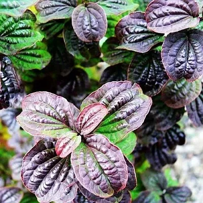 дерен КОМПРЕССА кроваво-красный  дерен КОМПРЕССА кроваво-красный в Перми