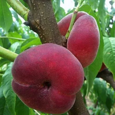 Персик АЛЕКС ИНЖИРНЫЙ  Персик АЛЕКС ИНЖИРНЫЙ в Перми