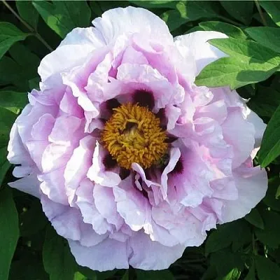 Пион СИНИЙ САПФИР древовидный  Пион СИНИЙ САПФИР древовидный в Перми