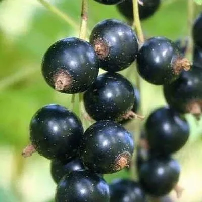 Смородина черная СТРЕЛЕЦ в Перми