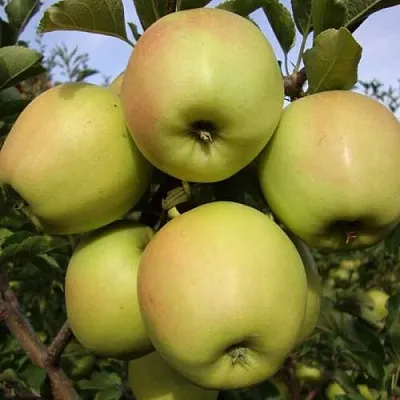 Яблоня СКИФСКОЕ ЗОЛОТО  Яблоня СКИФСКОЕ ЗОЛОТО в Перми