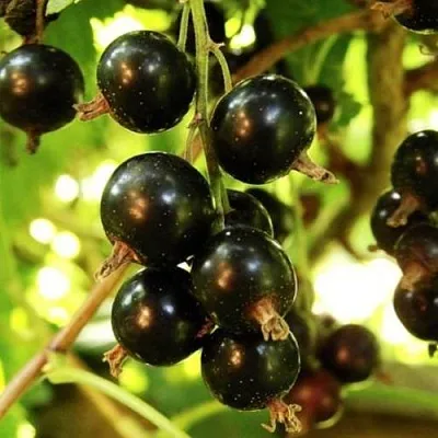 Смородина чёрная НАРА в Перми