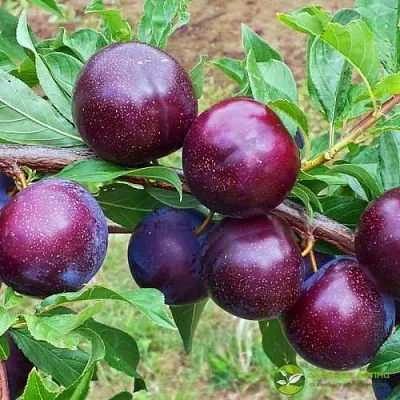 Шарафуга ВЕЛЬВЕТ САНРАЙЗ  Шарафуга ВЕЛЬВЕТ САНРАЙЗ в Перми