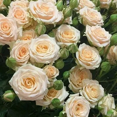 Саженцы роз ТАНЯ спрей  Саженцы роз ТАНЯ спрей в Перми