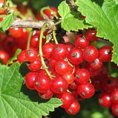 Смородина красная РАЧКОВСКАЯ  Смородина красная РАЧКОВСКАЯ в Перми