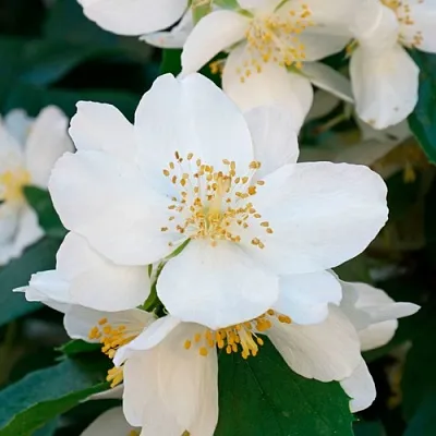 Жасмин ЮСТИНКА  Жасмин ЮСТИНКА в Перми