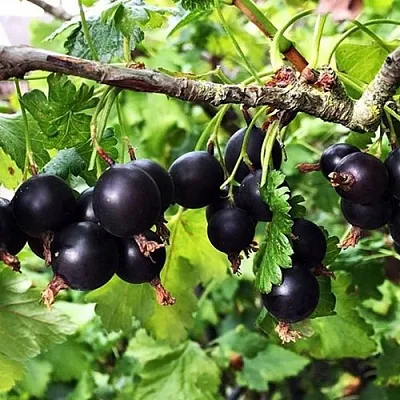 Йошта КРЫМСКАЯ в Перми