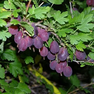 Крыжовник ГРУШЕНЬКА  Крыжовник ГРУШЕНЬКА в Перми