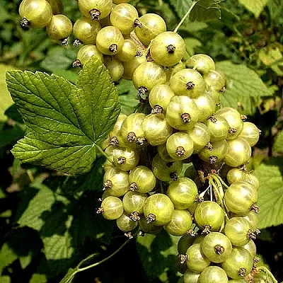 Смородина зеленоплодная СНЕЖНАЯ КОРОЛЕВА  Смородина зеленоплодная СНЕЖНАЯ КОРОЛЕВА в Перми