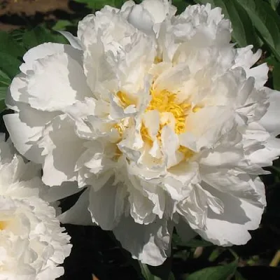 Пион БОУЛ ОФ КРИМ травянистый  Пион БОУЛ ОФ КРИМ травянистый в Перми