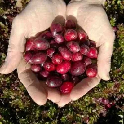 Клюква ХАБЕЛЬМАН  Клюква ХАБЕЛЬМАН в Перми