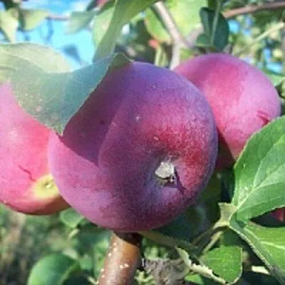 Яблоня СЕРЕБРЯНОЕ КОПЫТЦЕ  Яблоня СЕРЕБРЯНОЕ КОПЫТЦЕ в Перми