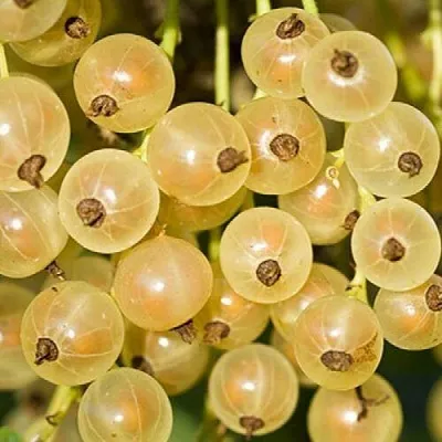 Смородина белая СМОЛЬЯНИНОВСКАЯ  Смородина белая СМОЛЬЯНИНОВСКАЯ в Перми