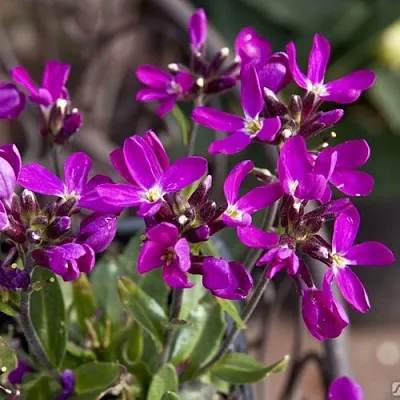 Арабис РОУЗ делайт в Перми