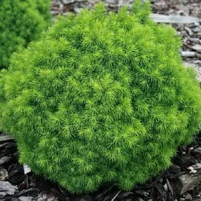 Ель АЛЬБЕРТА ГЛОБ сизая  Ель АЛЬБЕРТА ГЛОБ сизая в Перми