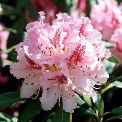 Рододендрон ЧИР  Рододендрон ЧИР в Перми