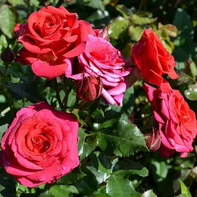 Саженцы роз МИРАБЕЛЬ спрей  Саженцы роз МИРАБЕЛЬ спрей в Перми