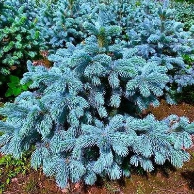 Ель СУПЕР БЛЮ СИДЛИНГ колючая  Ель СУПЕР БЛЮ СИДЛИНГ колючая в Перми