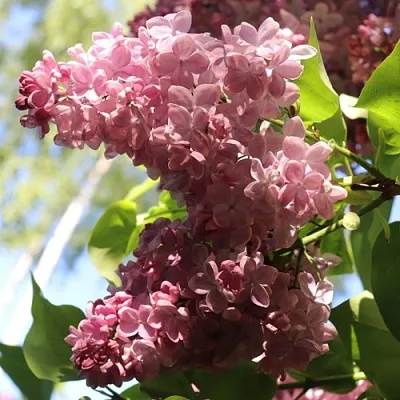 Сирень МЕДОВЫЙ СПАС  Сирень МЕДОВЫЙ СПАС в Перми