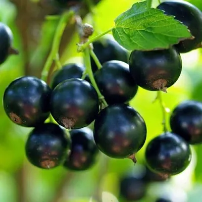 Смородина чёрная ВЕЛОЙ (ЛЕНИНГРАДСКАЯ СЛАДКАЯ) в Перми