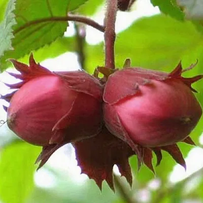 Фундук АЙВЕНГО  Фундук АЙВЕНГО в Перми