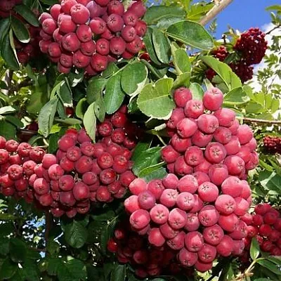 Рябина ГРАНАТНАЯ сладкоплодная  Рябина ГРАНАТНАЯ сладкоплодная в Перми