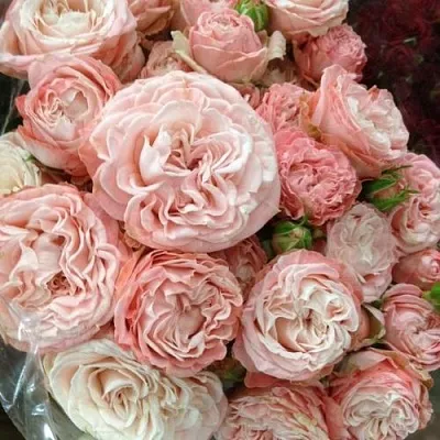 Саженцы роз МАДАМ БОМБАСТИК спрей  Саженцы роз МАДАМ БОМБАСТИК спрей в Перми