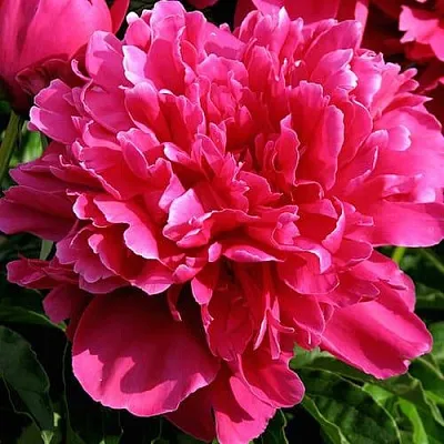 Пион ВИКТУАР ДЕ ЛА МАРН травянистый  Пион ВИКТУАР ДЕ ЛА МАРН травянистый в Перми