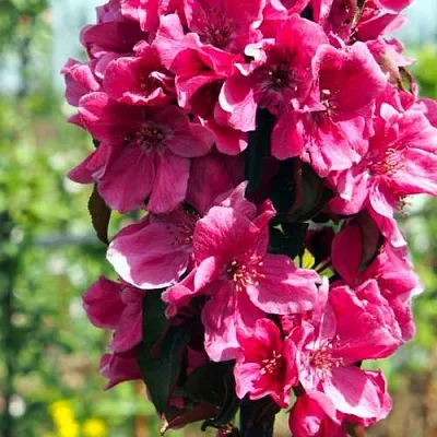 Яблоня МАЛИНОВОЕ ОЖЕРЕЛЬЕ колонновидная  Яблоня МАЛИНОВОЕ ОЖЕРЕЛЬЕ колонновидная в Перми