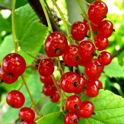 Смородина красная КОРАЛЛОВАЯ  Смородина красная КОРАЛЛОВАЯ в Перми