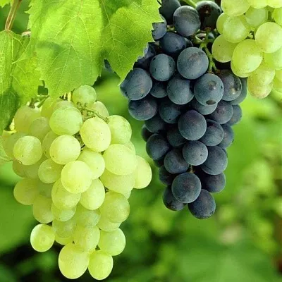 Столовый  Столовый в Перми