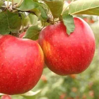 Яблоня ДЖОНАГОЛД  Яблоня ДЖОНАГОЛД в Перми