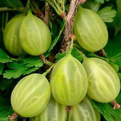 Крыжовник УРАЛЬСКИЙ ИЗУМРУД  Крыжовник УРАЛЬСКИЙ ИЗУМРУД в Перми