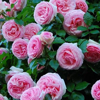 Саженцы роз ПЬЕР ДЕ РОНСАР плетистая  Саженцы роз ПЬЕР ДЕ РОНСАР плетистая в Перми