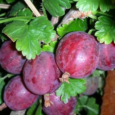 Крыжовник КОЛОБОК  Крыжовник КОЛОБОК в Перми